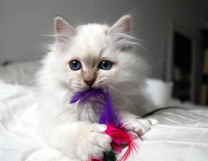 Hellig Birma DeLaCour's Blanchefleur - Fleur 11 uger gammel... billede 11