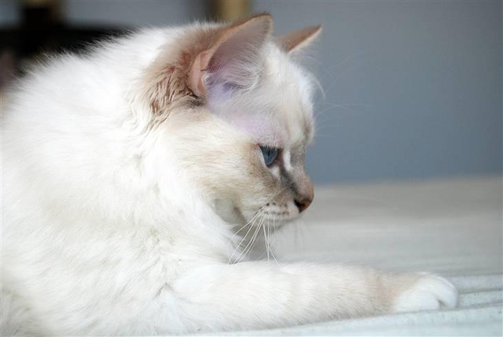 Hellig Birma DeLaCour's Blanchefleur - Fleur 6 mdr gammel... billede 12