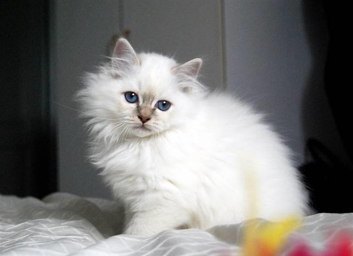 Hellig Birma DeLaCour's Blanchefleur - Fleur 11 uger gammel... billede 13