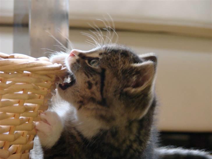 Huskat Skurk the hittemis billede 1