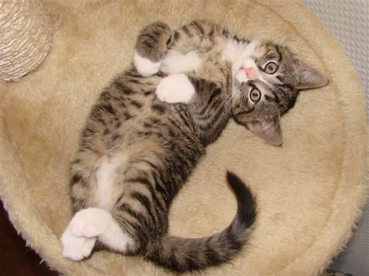 Huskat Skurk the hittemis billede 2