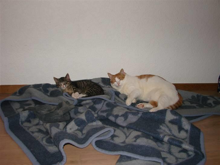 Huskat Skurk the hittemis billede 3