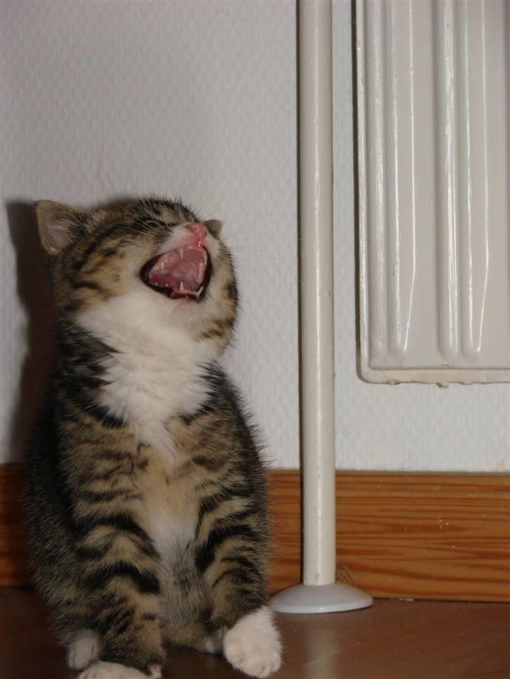 Huskat Skurk the hittemis billede 4