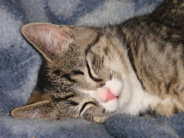 Huskat Skurk the hittemis billede 5