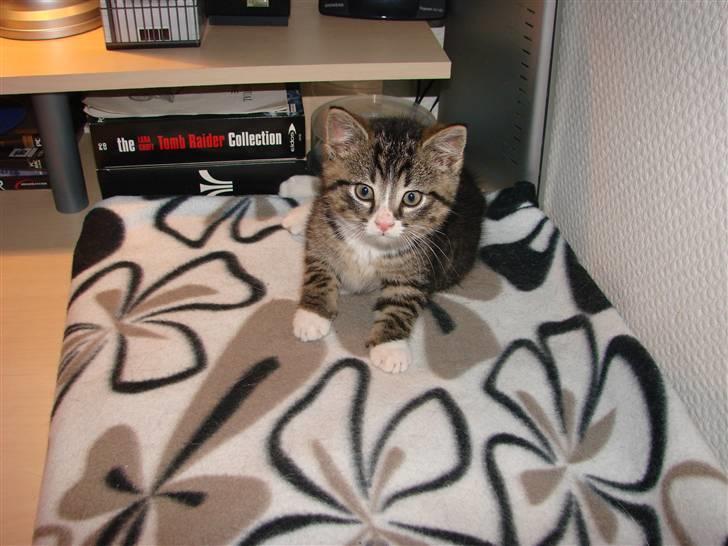 Huskat Skurk the hittemis billede 6