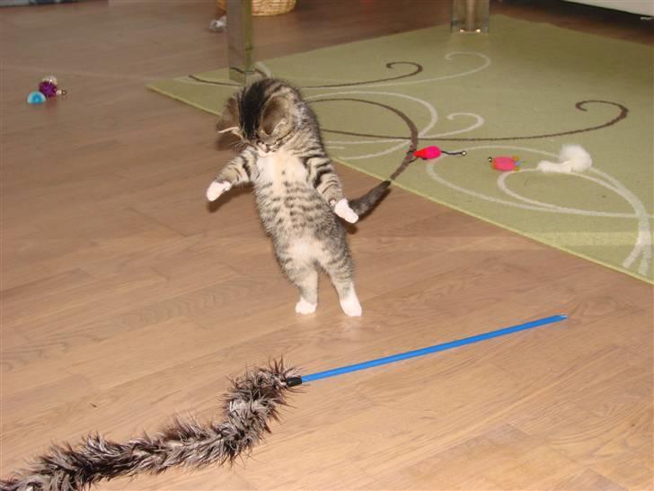 Huskat Skurk the hittemis billede 7