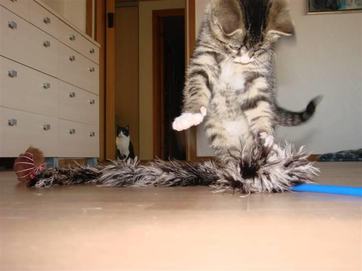 Huskat Skurk the hittemis billede 8