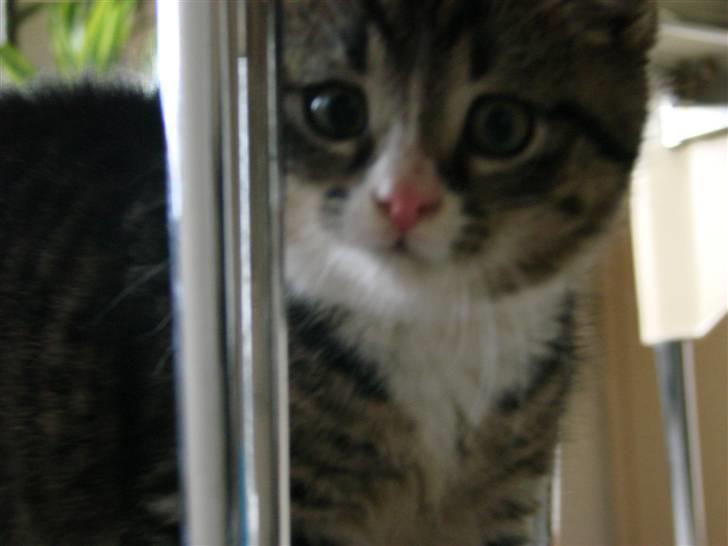 Huskat Skurk the hittemis billede 9