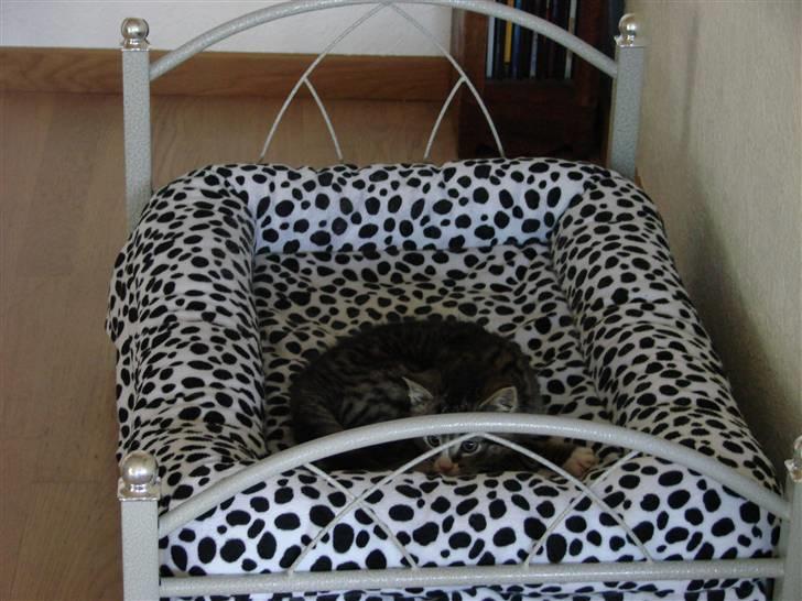 Huskat Skurk the hittemis billede 10