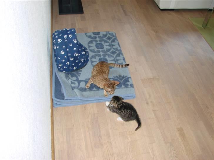 Huskat Skurk the hittemis billede 11