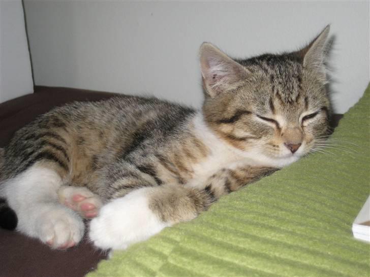 Huskat Pumba <3 billede 1