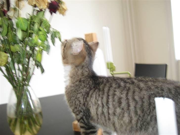 Huskat Pumba <3 billede 2