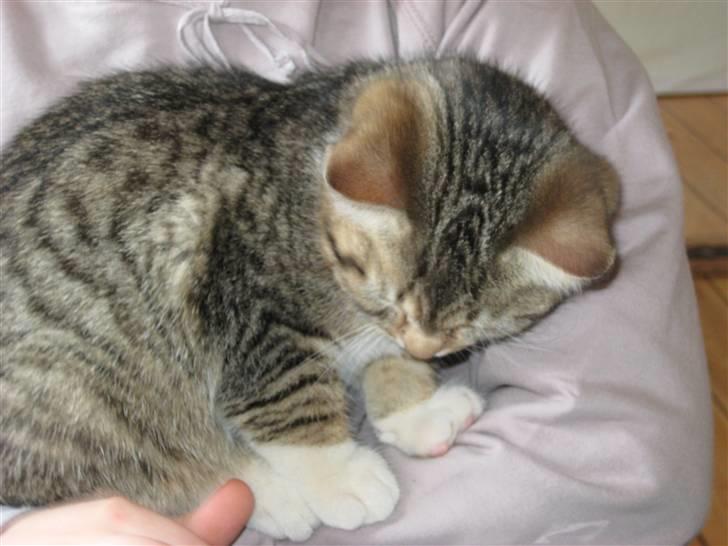 Huskat Pumba <3 billede 3