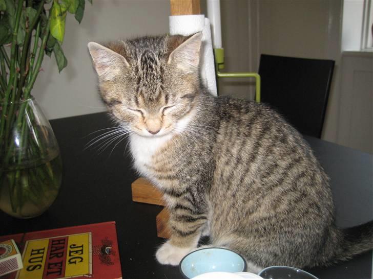 Huskat Pumba <3 billede 4