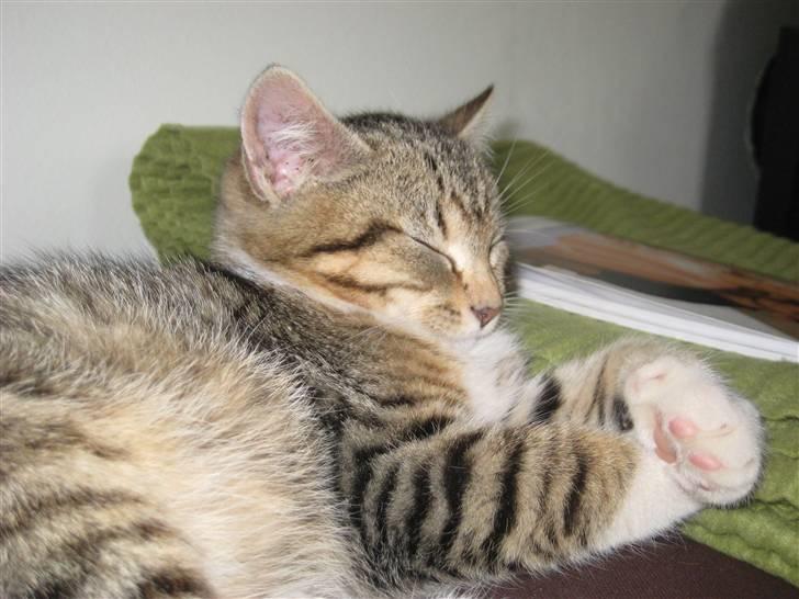 Huskat Pumba <3 billede 5