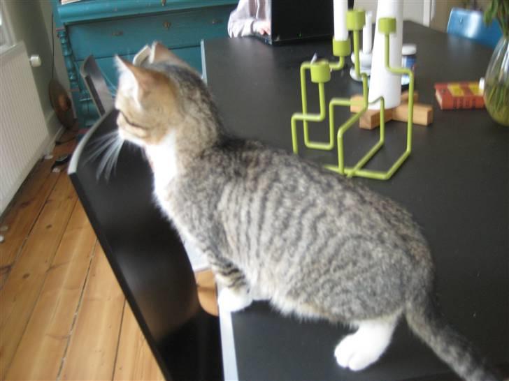 Huskat Pumba <3 billede 6