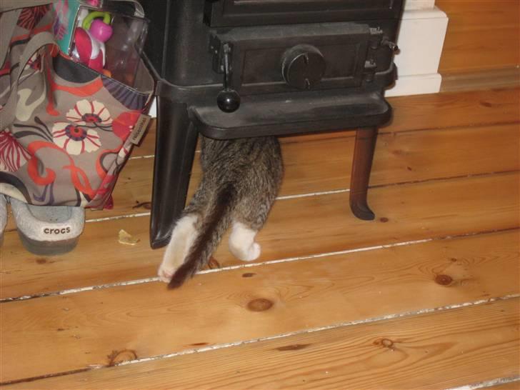 Huskat Pumba <3 billede 7