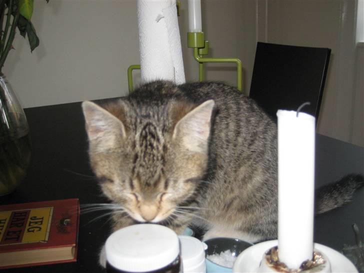 Huskat Pumba <3 billede 8