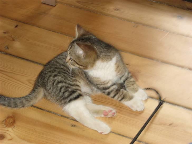 Huskat Pumba <3 billede 9