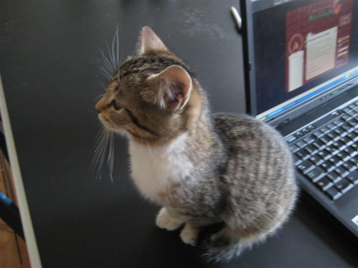 Huskat Pumba <3 billede 10