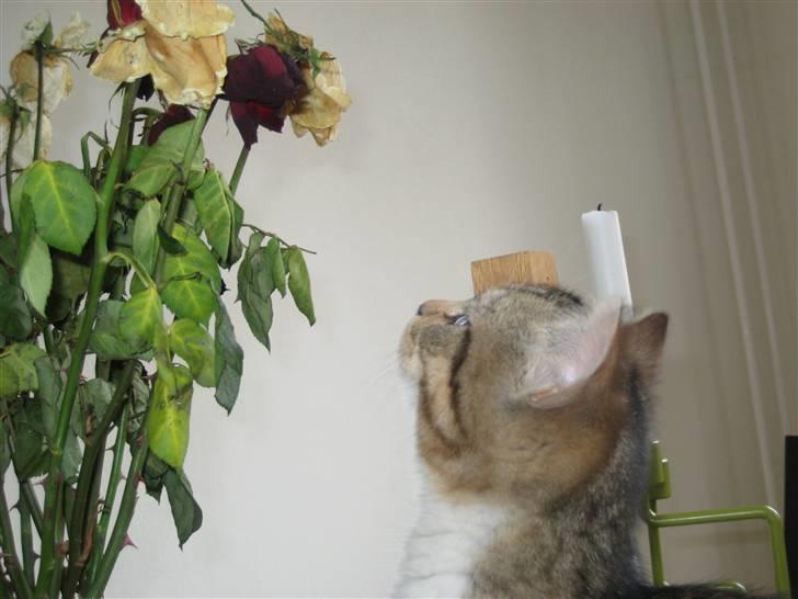 Huskat Pumba <3 billede 11