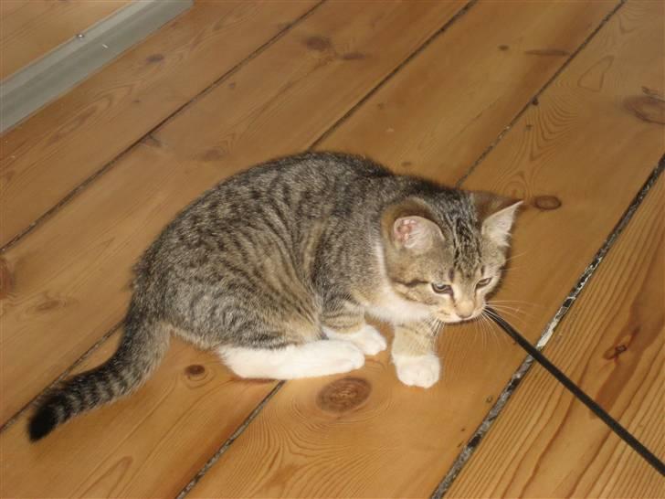 Huskat Pumba <3 billede 12