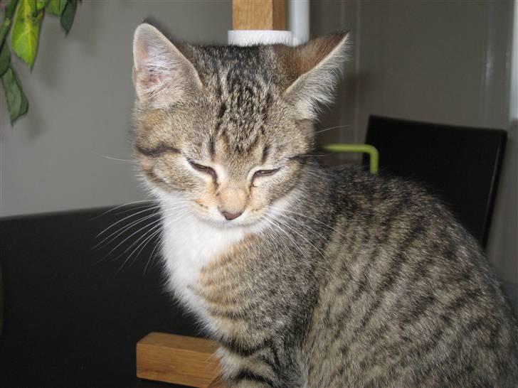 Huskat Pumba <3 billede 13