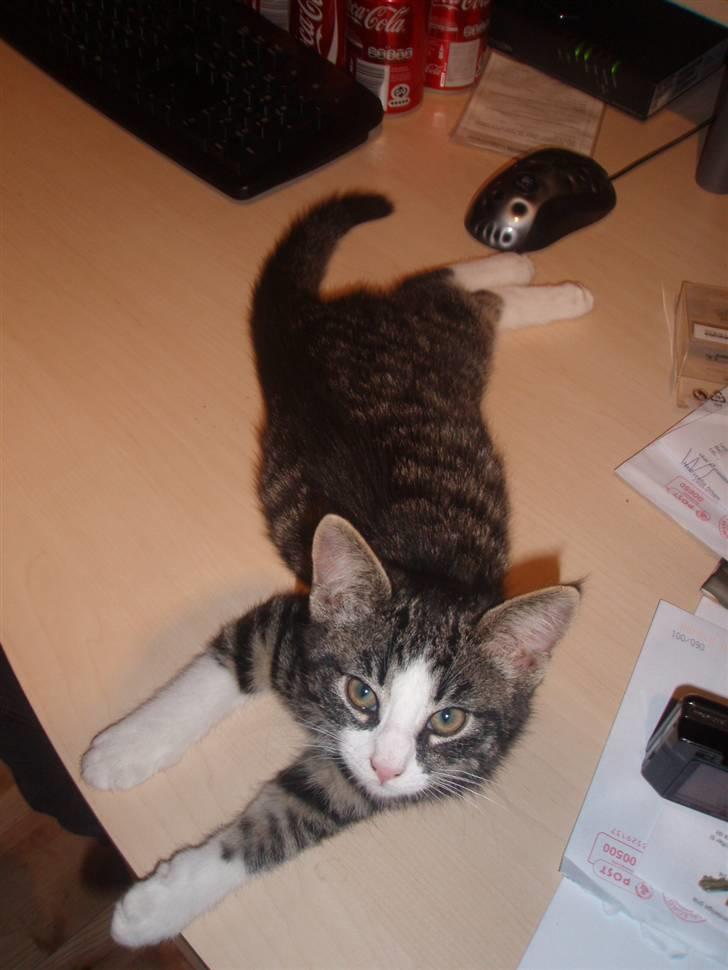 Huskat Morgan - Sådan lå han på skrivebordet en dag .. Ved ikke om det er videre behageligt :/ billede 4