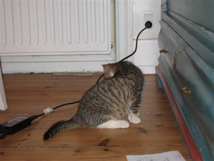 Huskat Pumba <3 billede 14