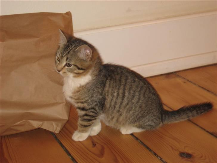 Huskat Pumba <3 billede 15