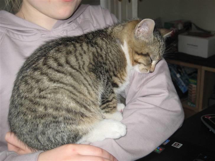 Huskat Pumba <3 billede 16