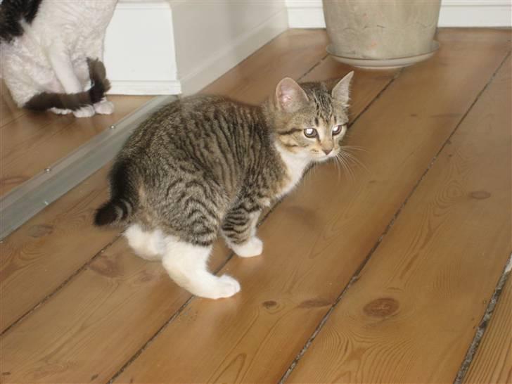 Huskat Pumba <3 billede 17