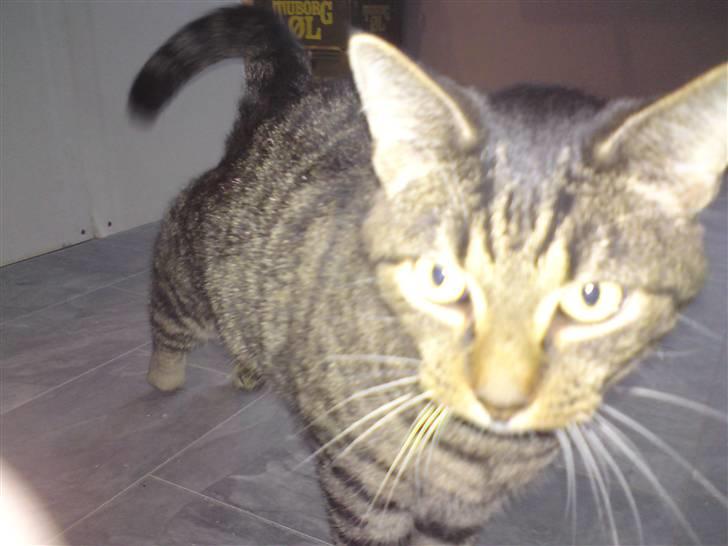 Blanding af racer Danny Boy billede 1