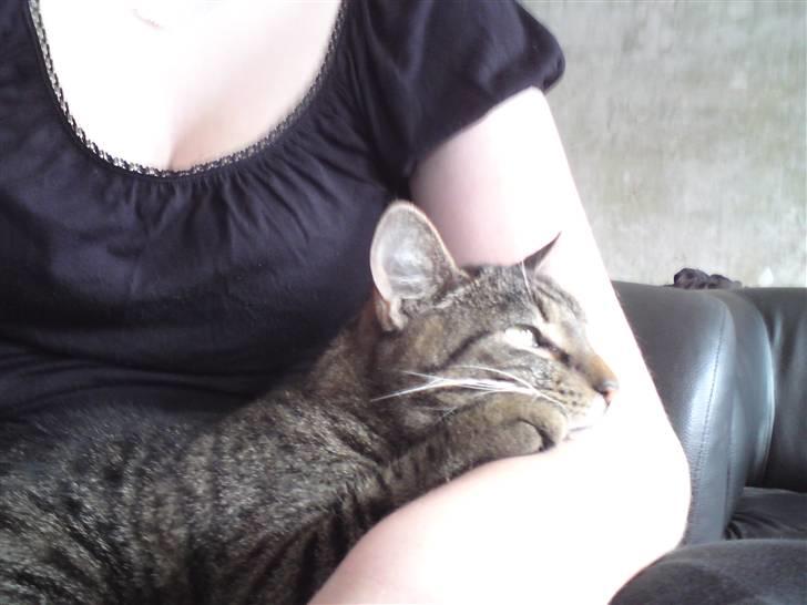 Blanding af racer Danny Boy billede 2