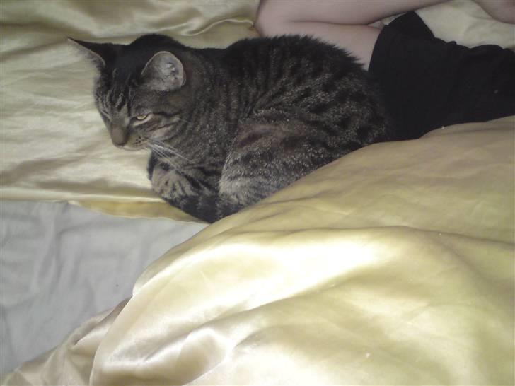 Blanding af racer Danny Boy billede 3