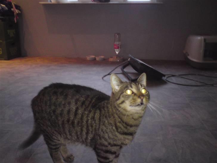 Blanding af racer Danny Boy billede 4