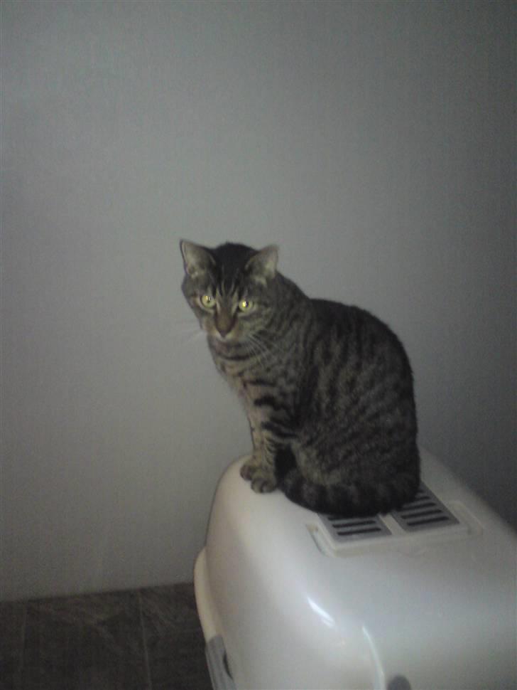 Blanding af racer Danny Boy billede 5