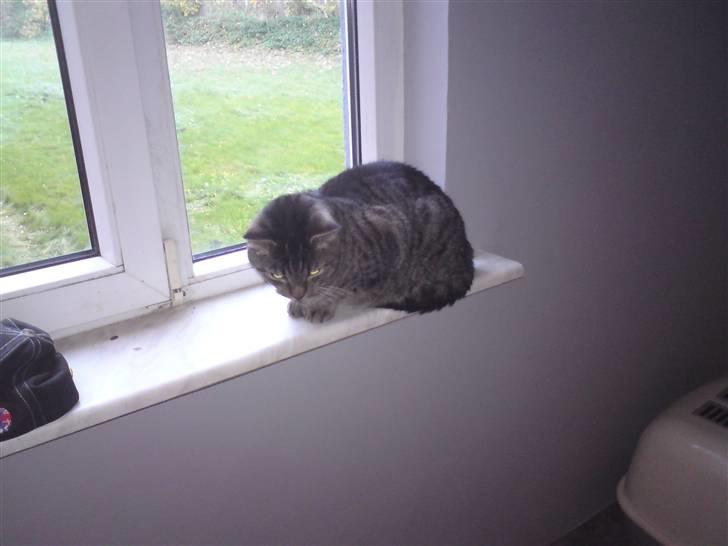 Blanding af racer Danny Boy billede 6