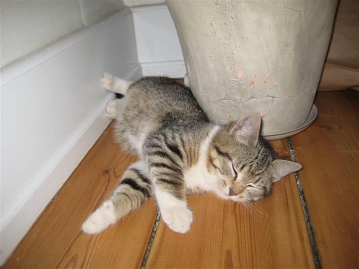 Huskat Pumba <3 billede 18