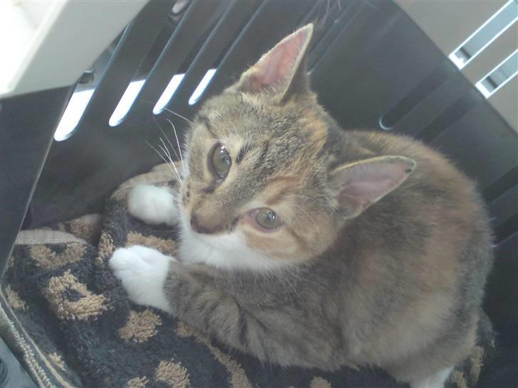 Blanding af racer Malou  billede 1