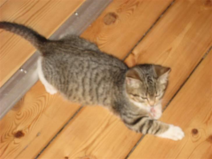 Huskat Pumba <3 billede 19