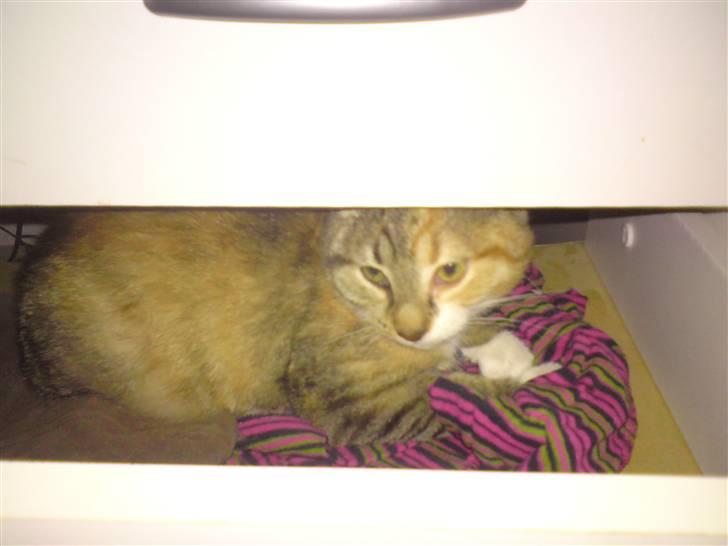 Blanding af racer Malou  billede 2