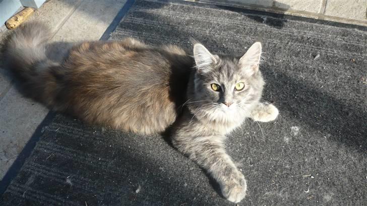 Maine Coon Tulle (SOLGT) billede 8