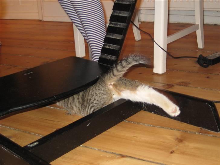 Huskat Pumba <3 billede 20