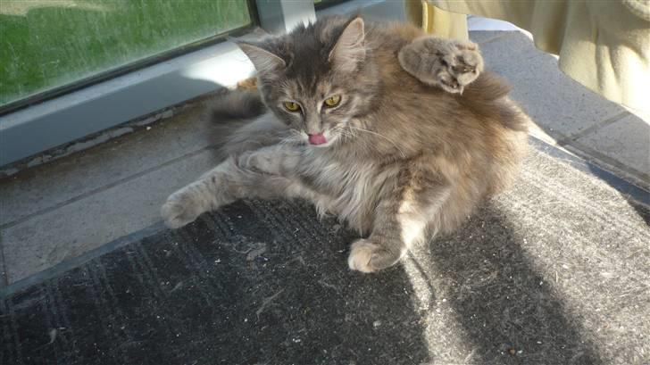 Maine Coon Tulle (SOLGT) billede 9