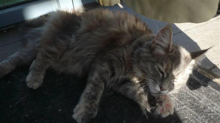 Maine Coon Tulle (SOLGT) billede 10