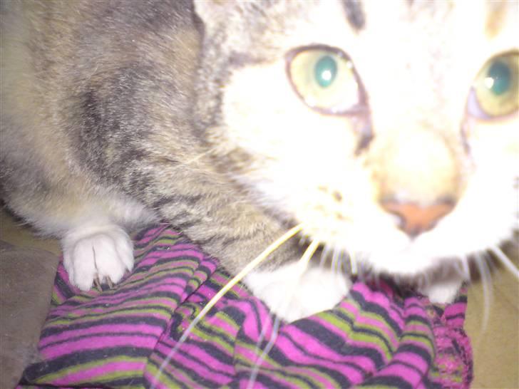 Blanding af racer Malou  billede 3