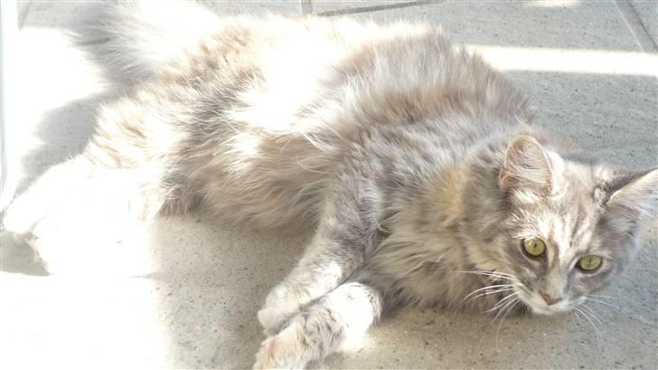 Maine Coon Tulle (SOLGT) billede 11