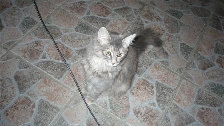 Maine Coon Tulle (SOLGT) billede 12