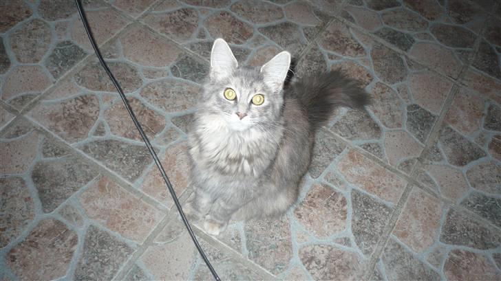 Maine Coon Tulle (SOLGT) billede 13